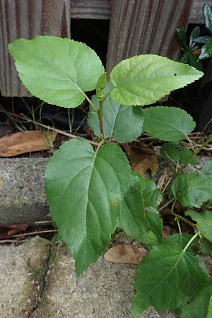 Alnus cordata \ Herzblttrige Erle, Italienische Erle, D Limburgerhof 11.10.2020