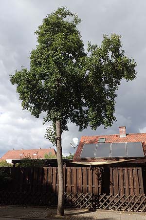 Alnus cordata \ Herzblttrige Erle, Italienische Erle / Italian Alder, D Limburgerhof 11.10.2020