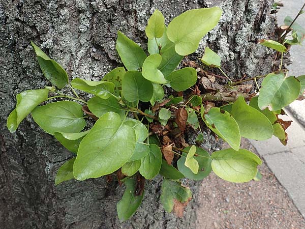 Alnus cordata \ Herzblttrige Erle, Italienische Erle, D Limburgerhof 11.10.2020