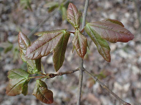 Acer campestre x monspessulanum \ Hybrid-Ahorn / Hybrid Maple, D Bad Kreuznach 20.4.2021