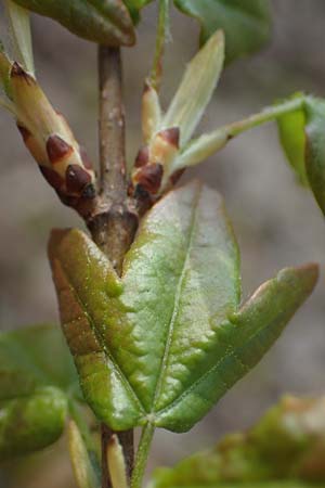 Acer campestre x monspessulanum \ Hybrid-Ahorn / Hybrid Maple, D Bad Kreuznach 20.4.2021