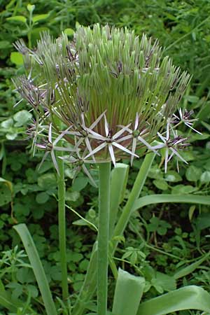 Allium cristophii \ Stern-Kugellauch, Stern von Persien / Star of Persia, Persian Onion, D Mannheim-Pfingstberg 25.5.2021