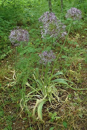 Allium cristophii \ Stern-Kugellauch, Stern von Persien, D Mannheim-Pfingstberg 5.6.2021