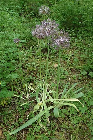 Allium cristophii \ Stern-Kugellauch, Stern von Persien / Star of Persia, Persian Onion, D Mannheim-Pfingstberg 5.6.2021