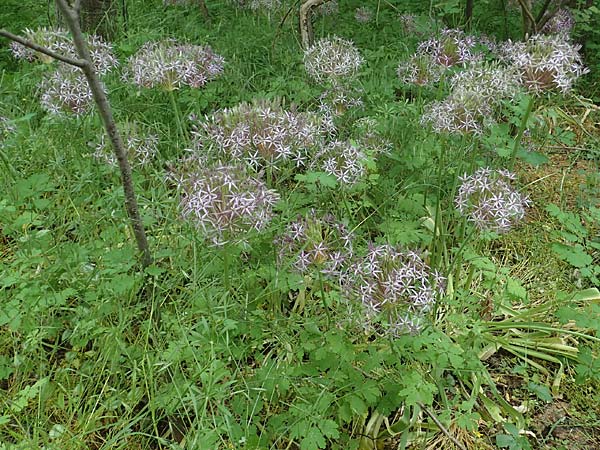 Allium cristophii \ Stern-Kugellauch, Stern von Persien, D Mannheim-Pfingstberg 5.6.2021
