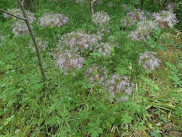 Allium cristophii \ Stern-Kugellauch, Stern von Persien / Star of Persia, Persian Onion, D Mannheim-Pfingstberg 5.6.2021