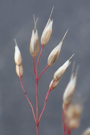 Aira caryophyllea \ Nelken-Haferschmiele / Common Silver Hair-Grass, D Hockenheim 8.6.2021