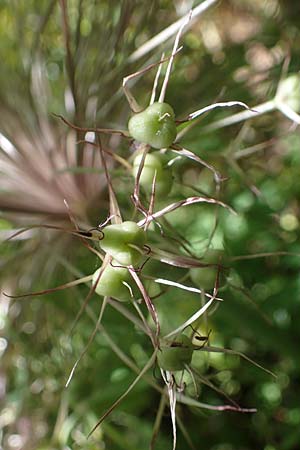 Allium cristophii \ Stern-Kugellauch, Stern von Persien, D Mannheim-Pfingstberg 19.6.2021