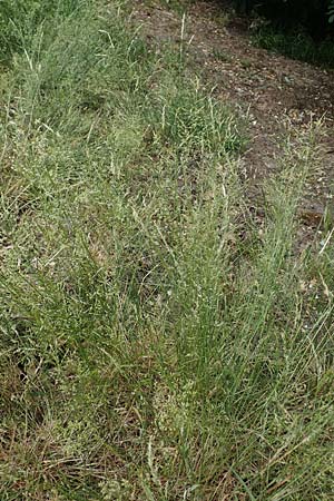 Agrostis castellana \ Kastilisches Straugras / Highland Bentgrass, D Viernheim 20.6.2021