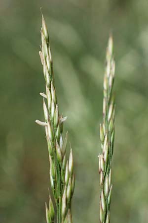 Agrostis castellana \ Kastilisches Straugras / Highland Bentgrass, D Viernheim 20.6.2021