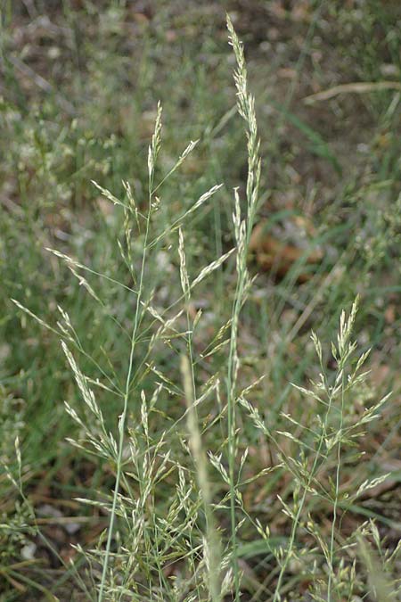 Agrostis castellana \ Kastilisches Straugras / Highland Bentgrass, D Viernheim 20.6.2021