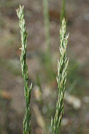 Agrostis castellana \ Kastilisches Straugras / Highland Bentgrass, D Viernheim 20.6.2021