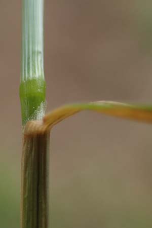 Agrostis castellana \ Kastilisches Straugras / Highland Bentgrass, D Viernheim 20.6.2021