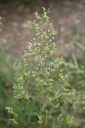 Agrostis castellana \ Kastilisches Straugras / Highland Bentgrass, D Viernheim 20.6.2021