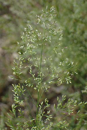 Agrostis castellana \ Kastilisches Straugras / Highland Bentgrass, D Viernheim 20.6.2021