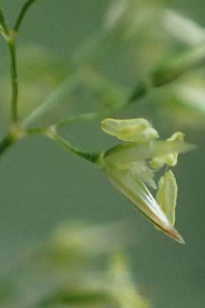 Agrostis castellana \ Kastilisches Straugras / Highland Bentgrass, D Viernheim 20.6.2021