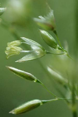 Agrostis castellana \ Kastilisches Straugras / Highland Bentgrass, D Viernheim 20.6.2021