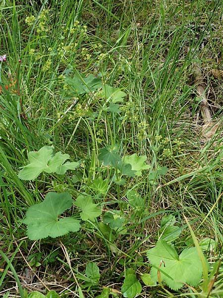 Alchemilla connivens \ Zusammenneigender Frauenmantel / Together Tilting Lady's Mantle, D Villingen-Schwenningen 12.7.2021