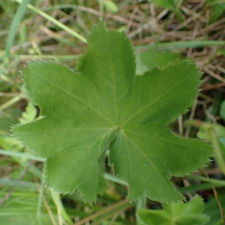 Alchemilla connivens \ Zusammenneigender Frauenmantel / Together Tilting Lady's Mantle, D Villingen-Schwenningen 12.7.2021