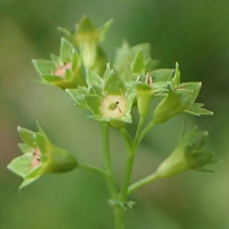 Alchemilla connivens \ Zusammenneigender Frauenmantel / Together Tilting Lady's Mantle, D Villingen-Schwenningen 12.7.2021