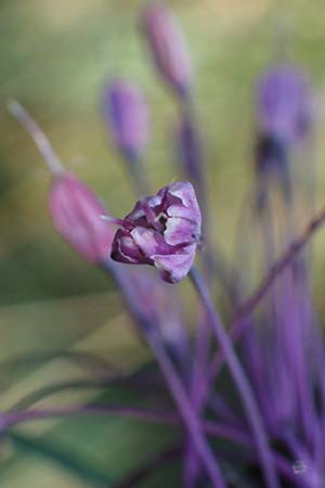 Allium carinatum \ Gekielter Lauch / Keeled Garlic, D Mörfelden-Walldorf 14.8.2021