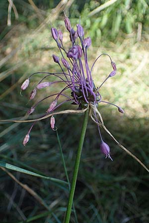 Allium carinatum \ Gekielter Lauch / Keeled Garlic, D Mörfelden-Walldorf 14.8.2021