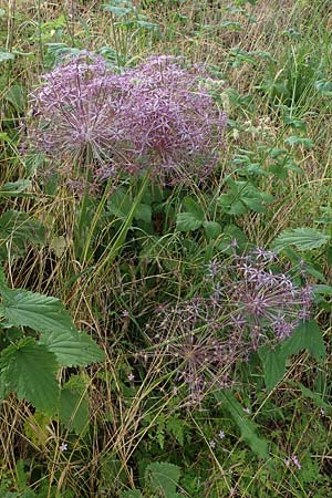 Allium cristophii \ Stern-Kugellauch, Stern von Persien, D Thüringen, Artern 11.6.2022