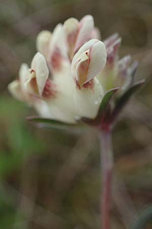 Anthyllis vulneraria subsp. carpatica \ Karpaten-Wundklee, D Thüringen, Heldrungen 16.6.2023