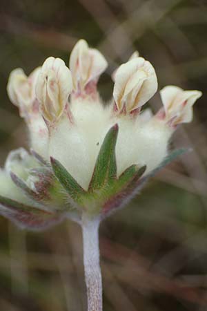 Anthyllis vulneraria subsp. carpatica \ Karpaten-Wundklee / Carpathian Kidney Vetch, D Thüringen, Heldrungen 16.6.2023