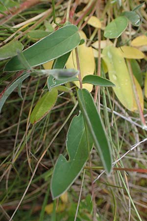 Anthyllis vulneraria subsp. carpatica \ Karpaten-Wundklee / Carpathian Kidney Vetch, D Thüringen, Heldrungen 16.6.2023