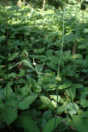 Allium carinatum \ Gekielter Lauch, D Querfurt 18.6.2023