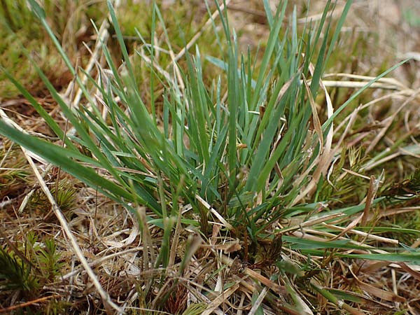 Agrostis capillaris \ Rotes Straugras / Common Bentgrass, Browntop, D Böhl-Iggelheim 2.7.2023