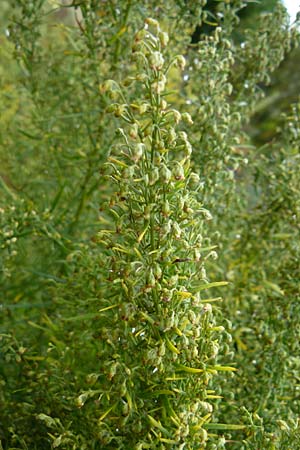 Artemisia dracunculus \ Estragon / Tarragon, D Botan. Gar.  Universit.  Mainz 13.9.2008