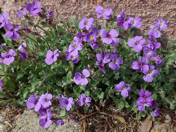 Aubrieta deltoidea \ Blaukissen / Purple Rock Cress, D Wachenheim 2.4.2018