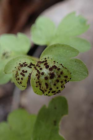 Adoxa moschatellina / Moschatel, Town-Hall Clock, D Rheinhessen, Wendelsheim 20.4.2021