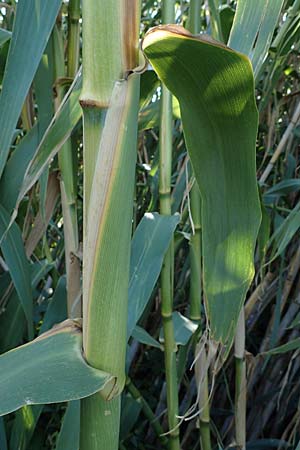 Arundo donax \ Pfahlrohr, Spanisches Rohr / Giant Reed, D Ludwigshafen 2.9.2021