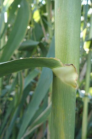 Arundo donax \ Pfahlrohr, Spanisches Rohr / Giant Reed, D Ludwigshafen 2.9.2021