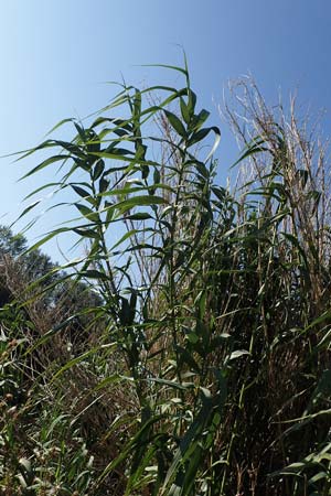 Arundo donax \ Pfahlrohr, Spanisches Rohr / Giant Reed, D Ludwigshafen 2.9.2021