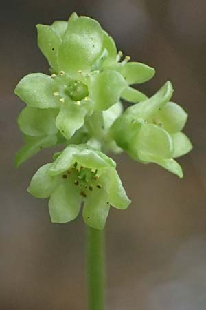 Adoxa moschatellina / Moschatel, Town-Hall Clock, D Mudau 23.4.2023