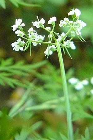 Aethusa cynapium \ Hunds-Petersilie, Garten-Schierling / Fool's Parsley, D Hohensachsen 22.9.2007