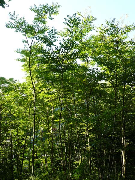 Aralia elata \ Japanischer Angelikabaum, Teufels-Krckstock, D Odenwald, Unterflockenbach 2.7.2015