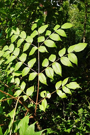 Aralia elata \ Japanischer Angelikabaum, Teufels-Krckstock, D Odenwald, Unterflockenbach 2.7.2015