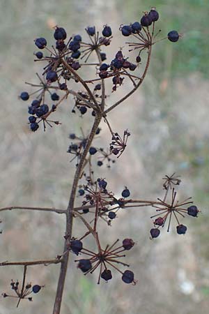 Aralia elata \ Japanischer Angelikabaum, Teufels-Krckstock, D Odenwald, Unterflockenbach 10.9.2015