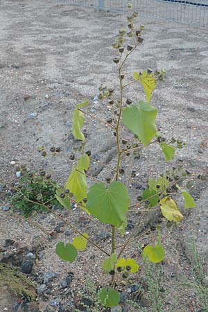 Abutilon theophrasti \ Chinesische Samtpappel, Lindenblttrige Schnmalve / Velvet Leaf, Indian Mallow, D Mannheim 29.9.2015