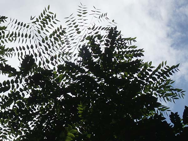 Aralia excelsa s.l. \ Hohe Aralie / Tall Spikenard, D Mannheim 9.8.2017