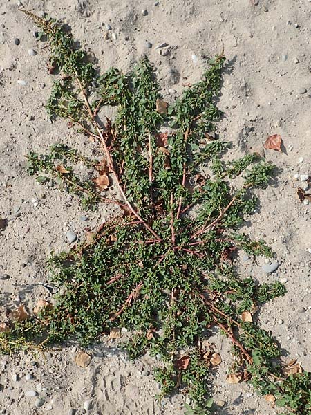 Amaranthus blitum subsp. emarginatus \ Kerb-Fuchsschwanz, Ausgerandeter Amaranth, D Mannheim 11.10.2018