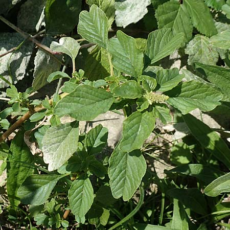 Amaranthus blitum subsp. emarginatus \ Kerb-Fuchsschwanz, Ausgerandeter Amaranth / Pigweed, D Mannheim 15.9.2019