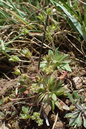 Androsace elongata \ Langgestielter Mannsschild / Elongated Rock Jasmine, D Rheinhessen, Frei-Laubersheim 13.4.2021