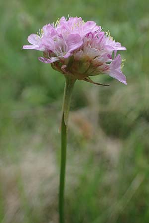 Armeria maritima subsp. elongata \ Sand-Grasnelke / Tall Thrift, D Sachsen-Anhalt, Hettstedt 11.6.2022