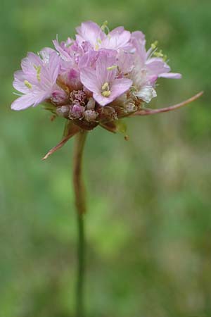 Armeria maritima subsp. elongata \ Sand-Grasnelke, D Sachsen-Anhalt, Hettstedt 11.6.2022